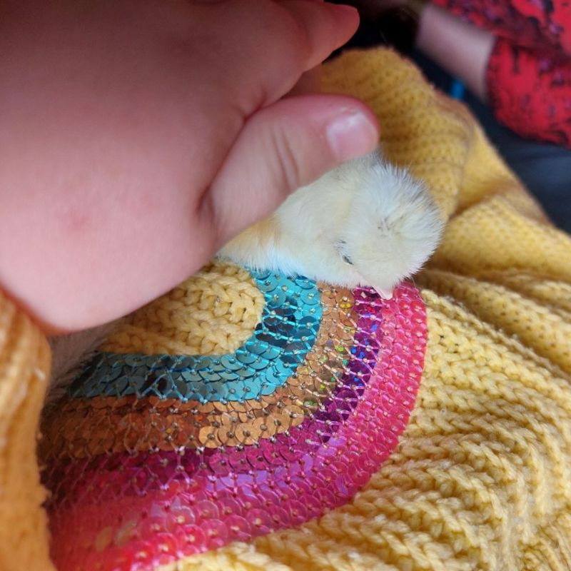 Knuffelen kuiken kuikentje dieren gastouder kinderopvang Barneveld (1)