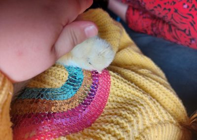 Knuffelen kuiken kuikentje dieren gastouder kinderopvang Barneveld